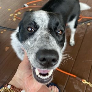 Meet your Posher, Sophia